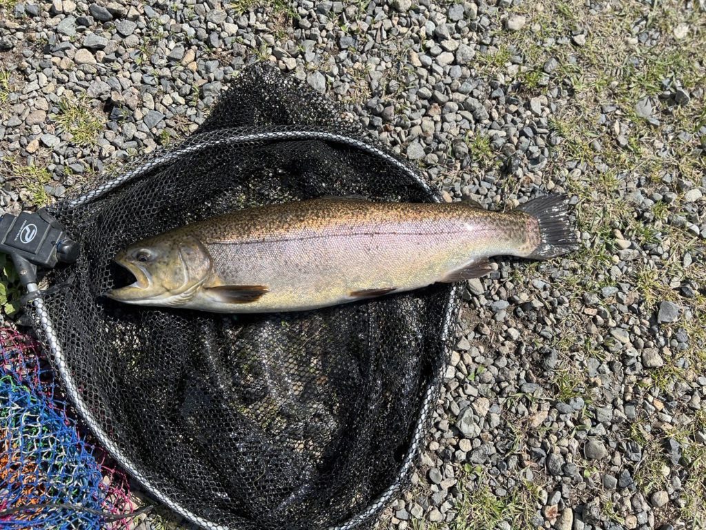 【驚ロック５５ｃｍ】全体