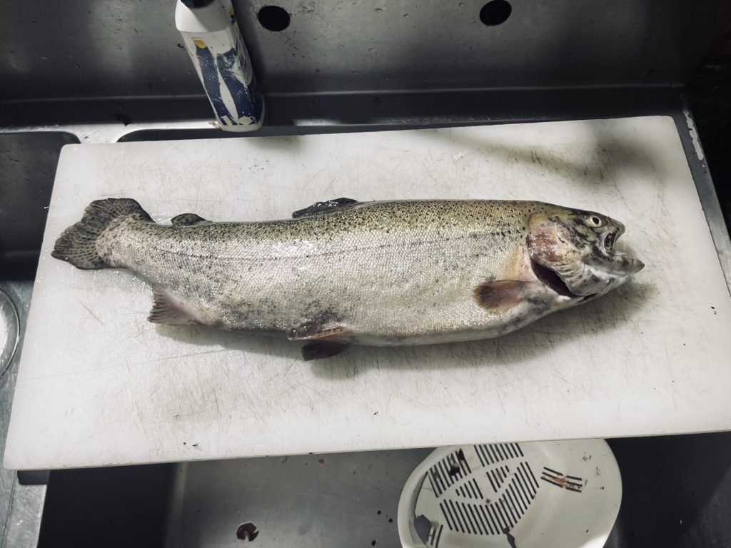 【頂鱒５２ｃｍ】全体