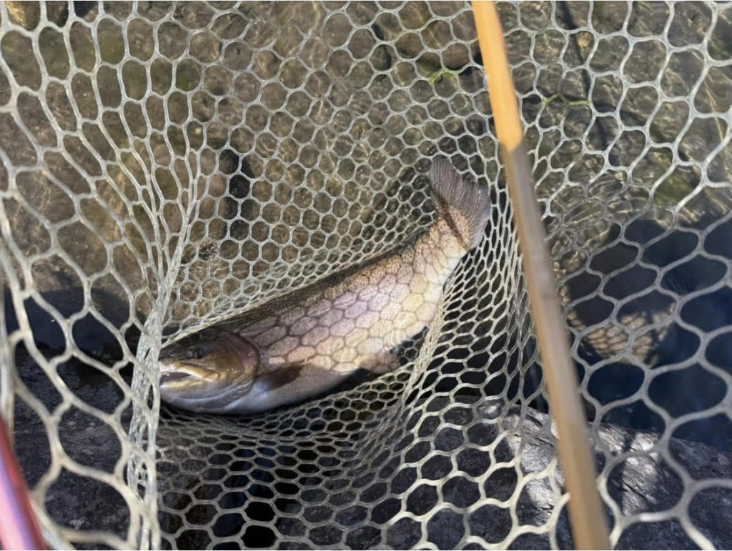 【驚ロック６０ｃｍ】全体