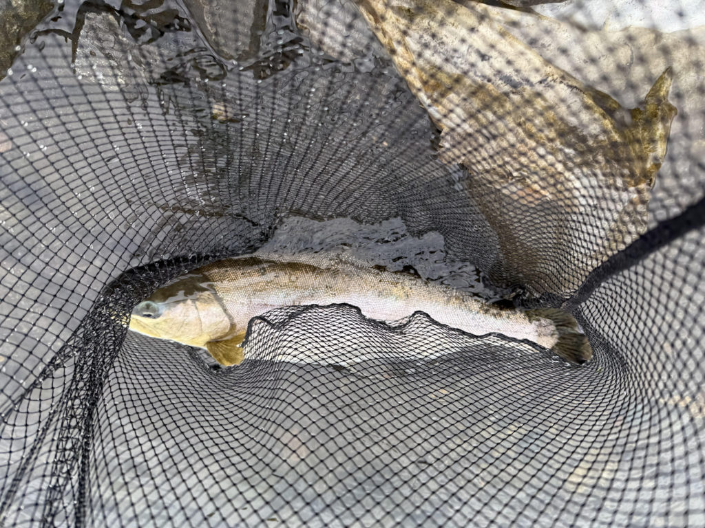 【驚ロック５３ｃｍ】全体