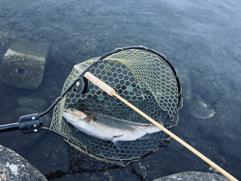 【頂鱒５５ｃｍ】全体