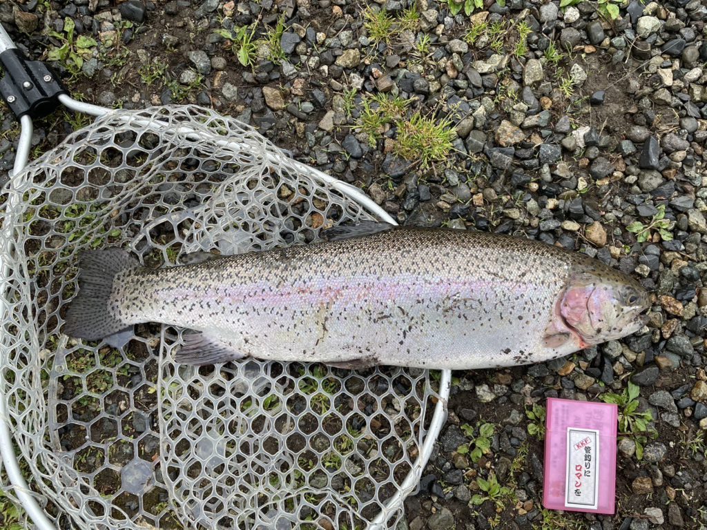 【頂鱒５６ｃｍ】全体