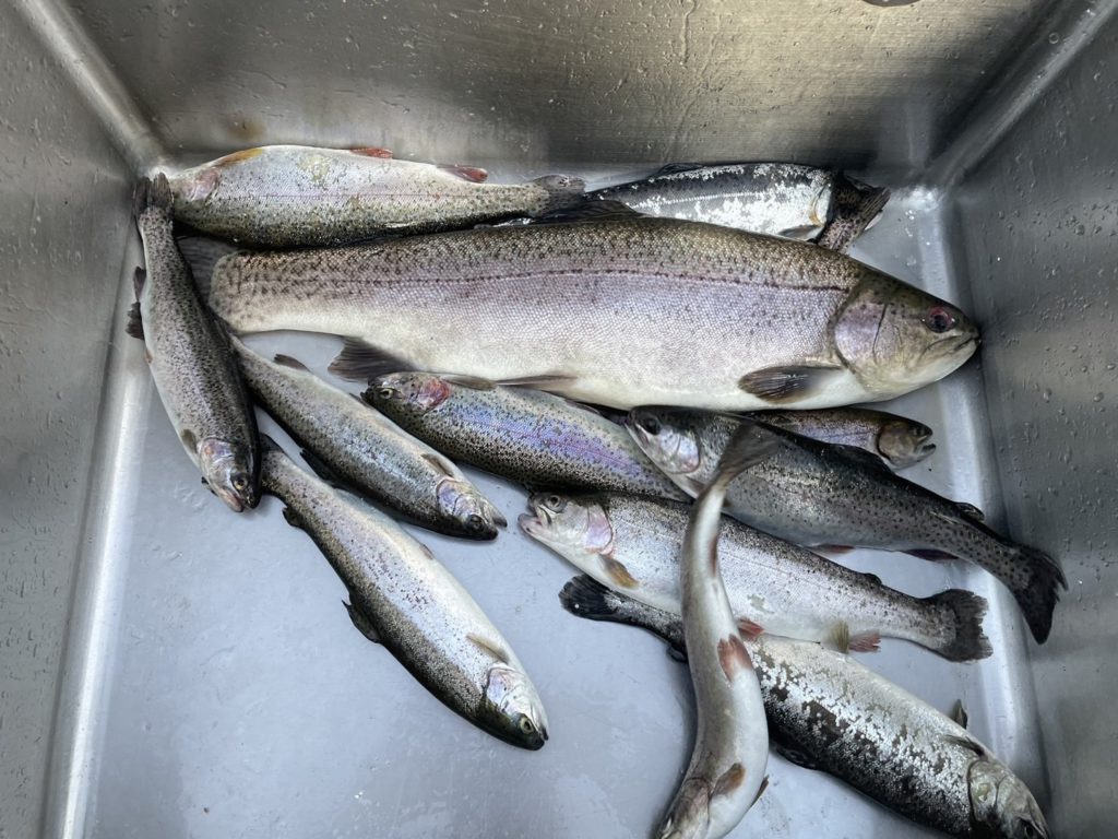 【驚ロック５４ｃｍ】全体