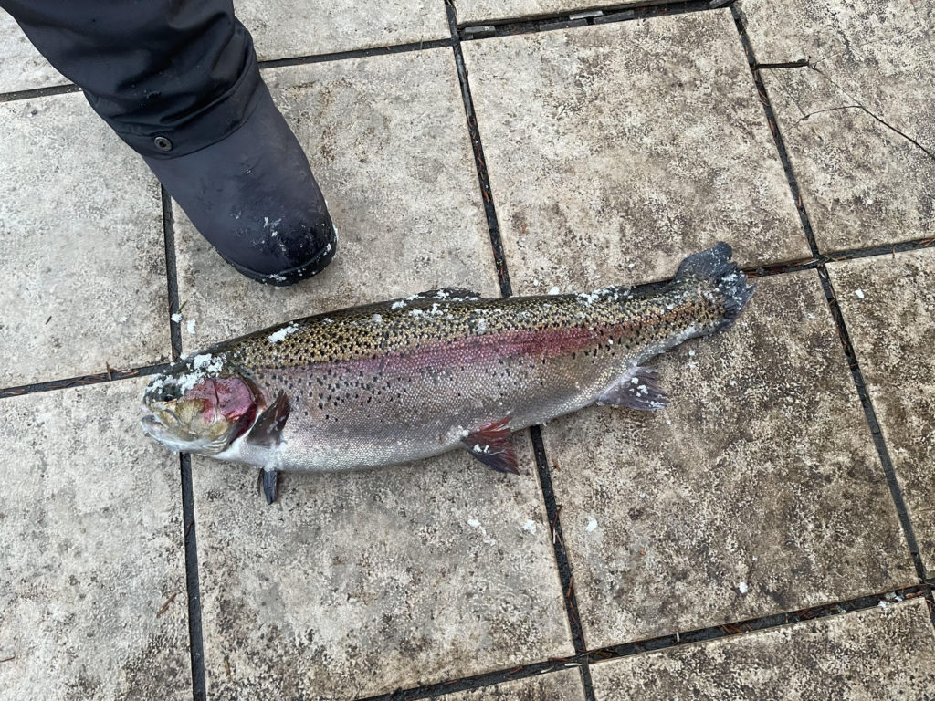 【頂鱒６０ｃｍ】全体