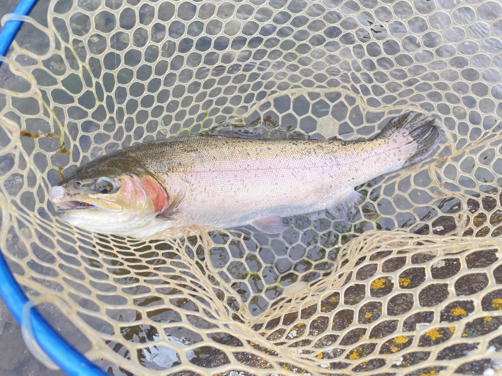 【頂鱒５５ｃｍ】全体