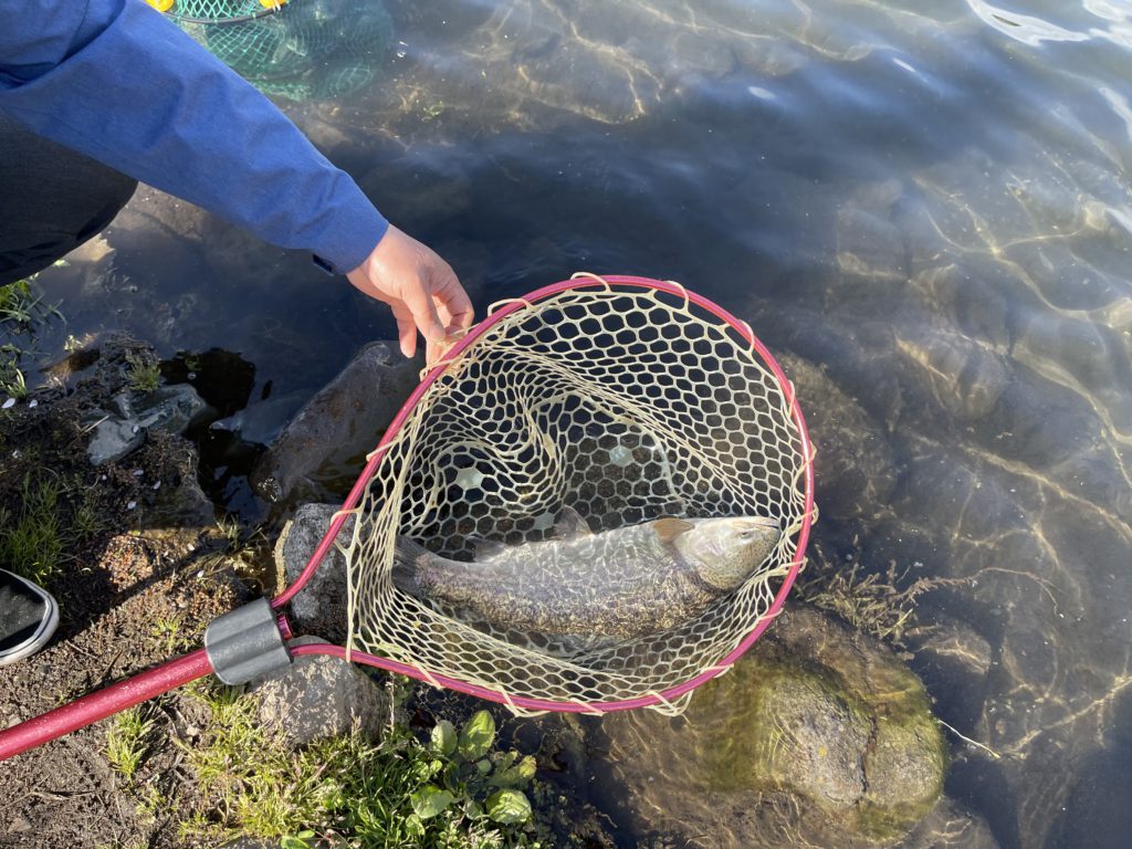【驚ロック５７ｃｍ】全体