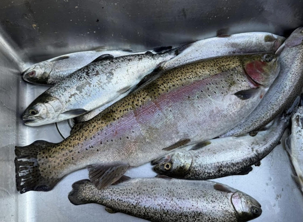 【頂鱒５２ｃｍ】全体