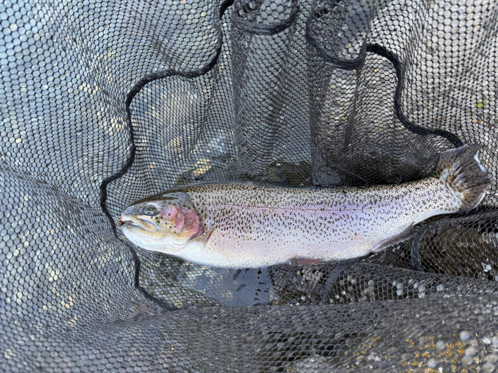 【頂鱒５５ｃｍ】全体