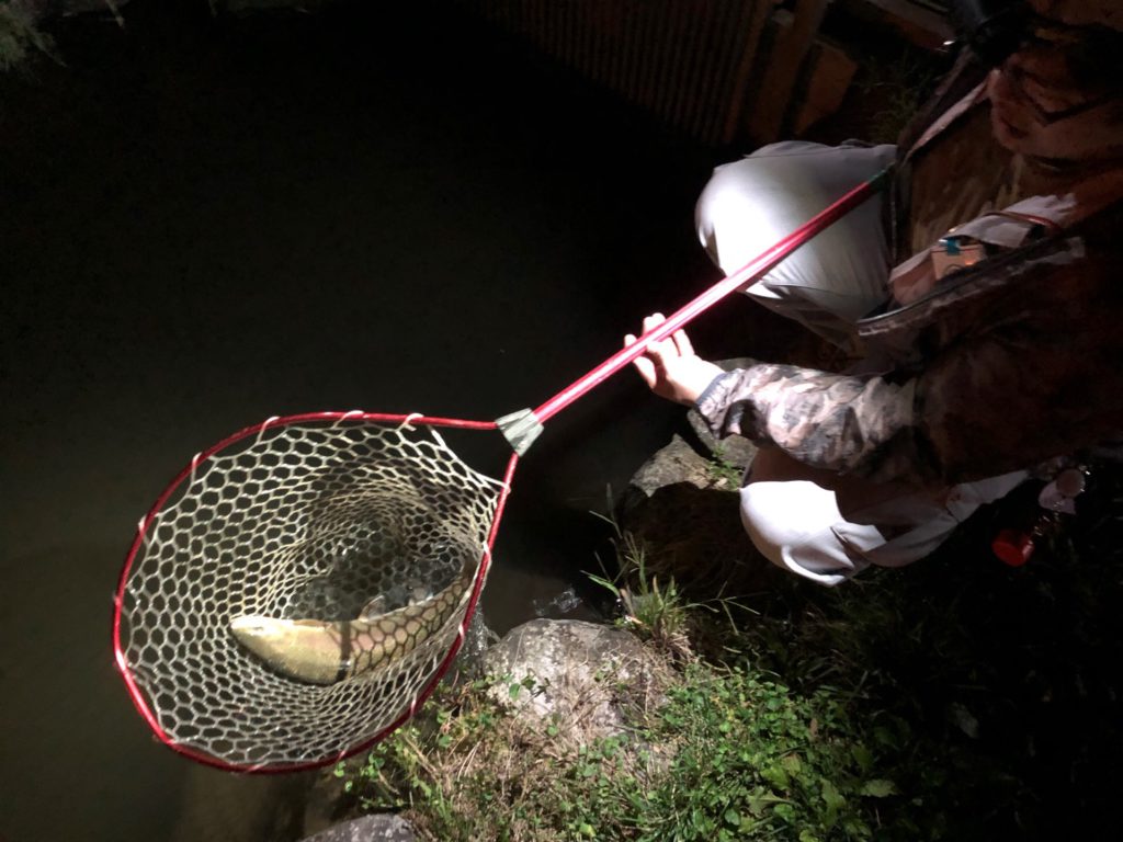 【ロックトラウト５２ｃｍ】全体