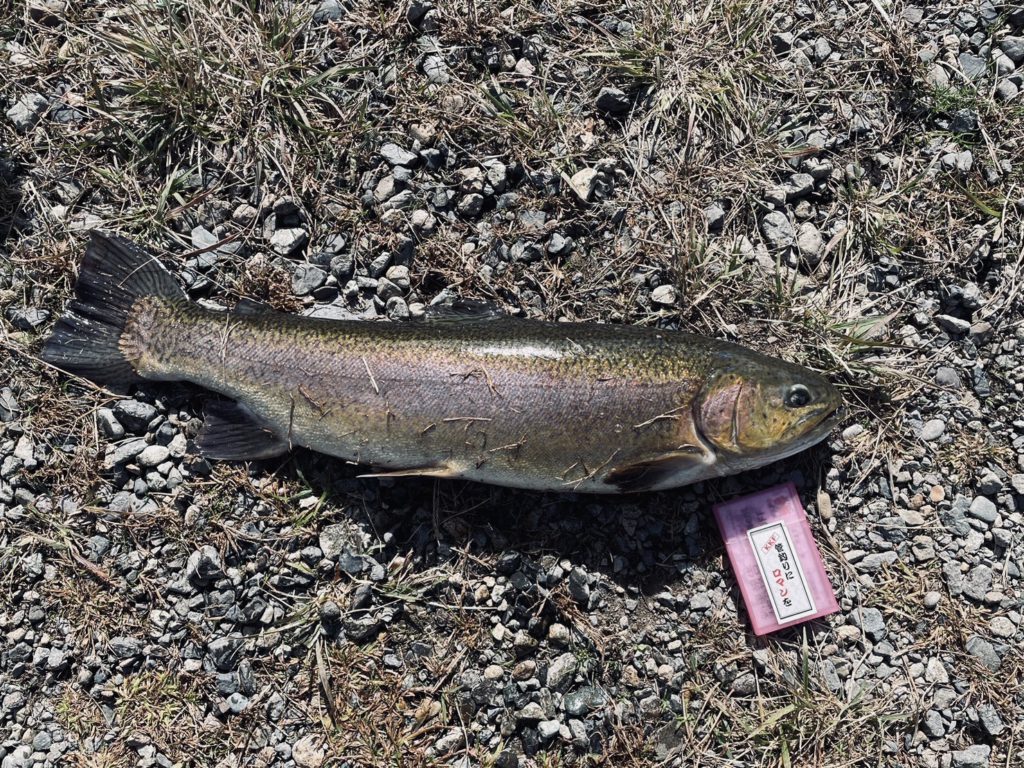 【驚ロック６０ｃｍ】全体