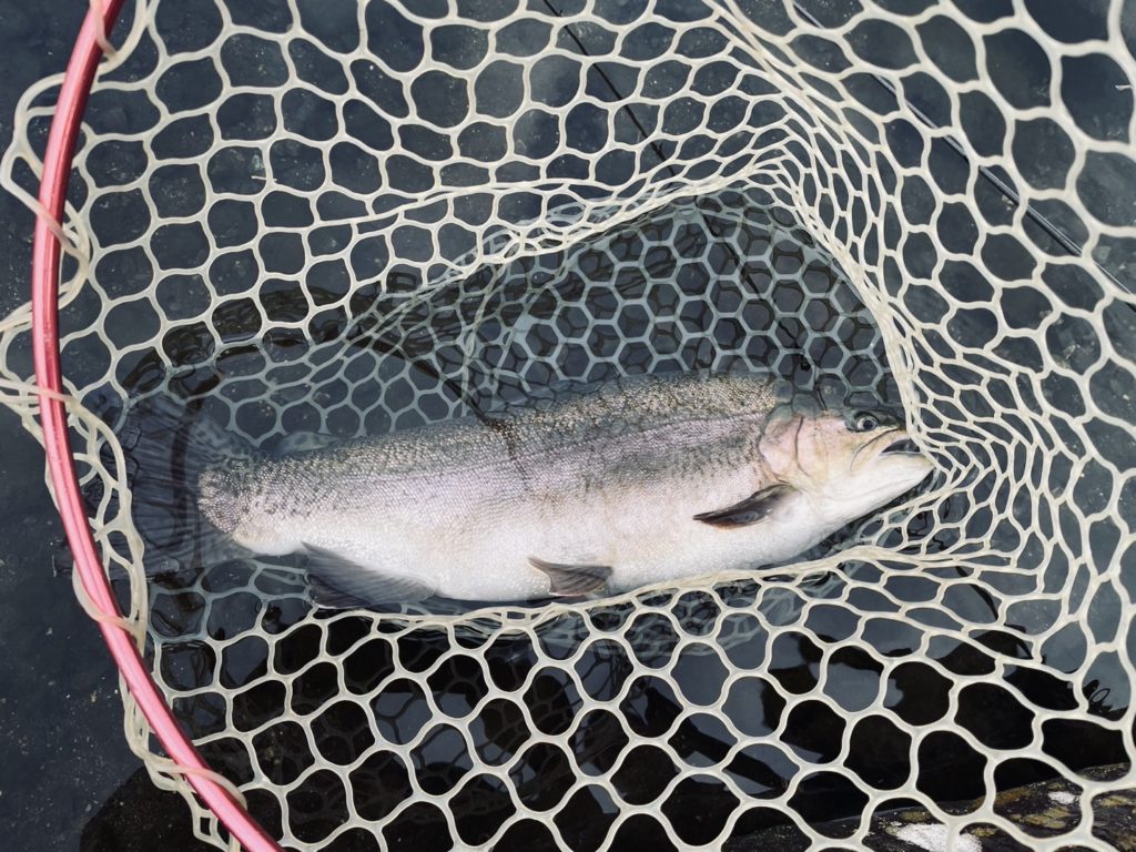 【驚ロック６０ｃｍ】全体