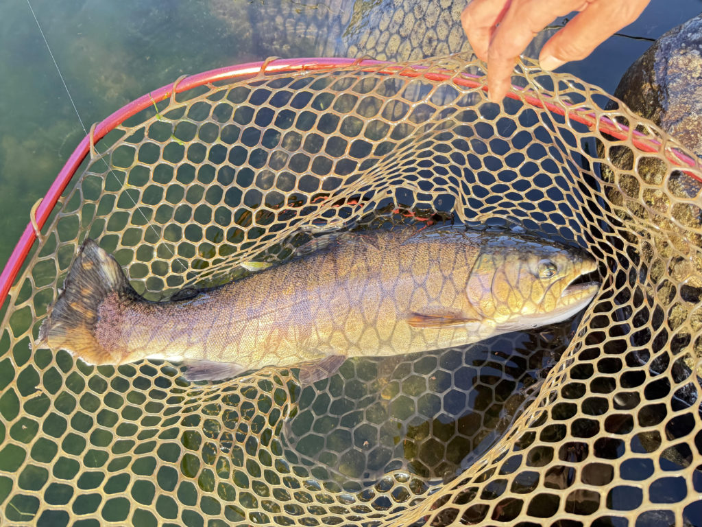 【驚ロック６０ｃｍ】全体