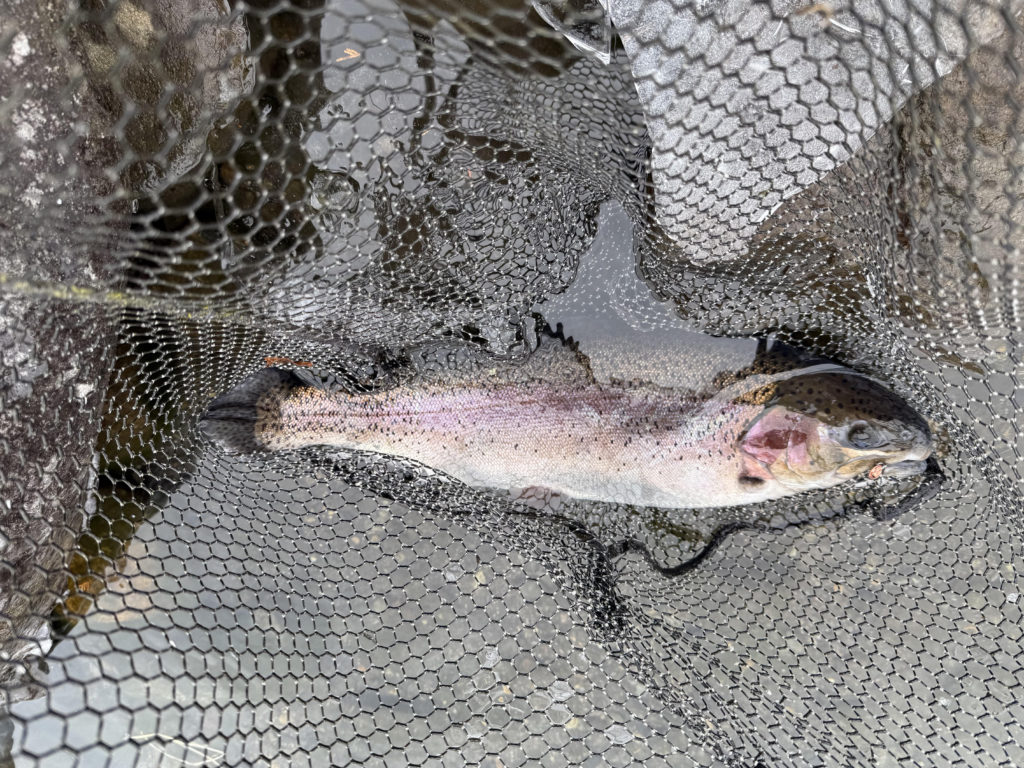 【頂鱒５８ｃｍ】全体