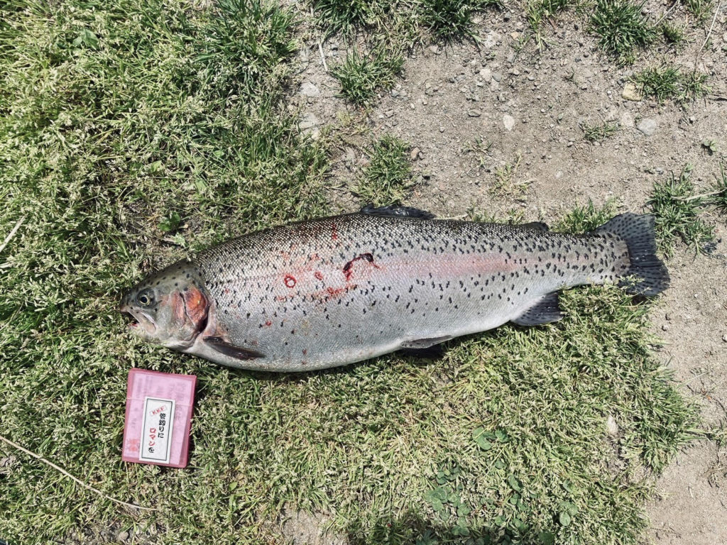 【頂鱒５９ｃｍ】全体