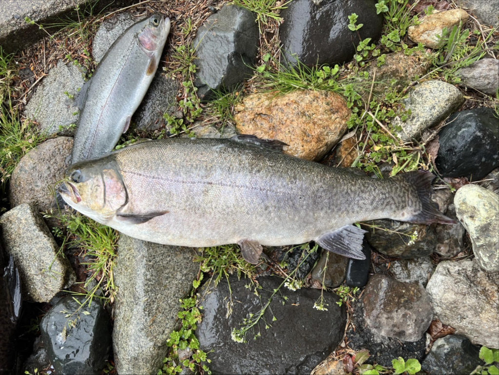 【驚ロック５３ｃｍ】全体