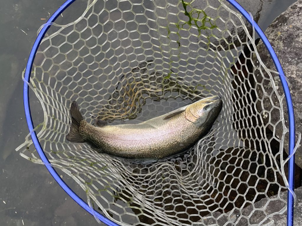 【驚ロック５６ｃｍ】全体