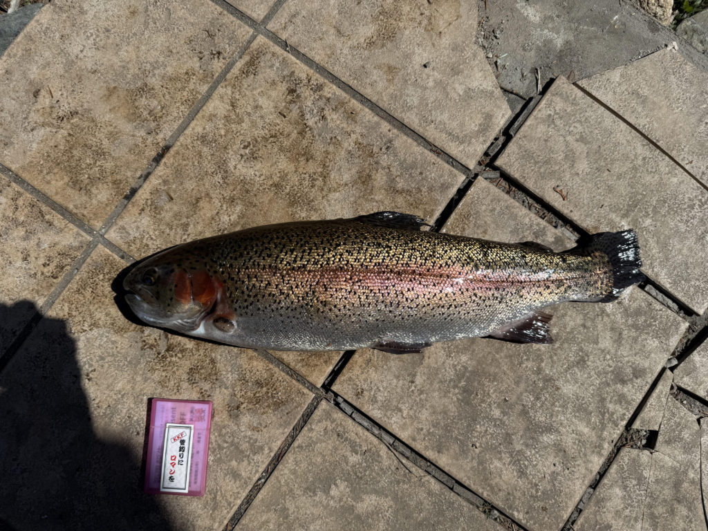 【頂鱒６０ｃｍ】全体