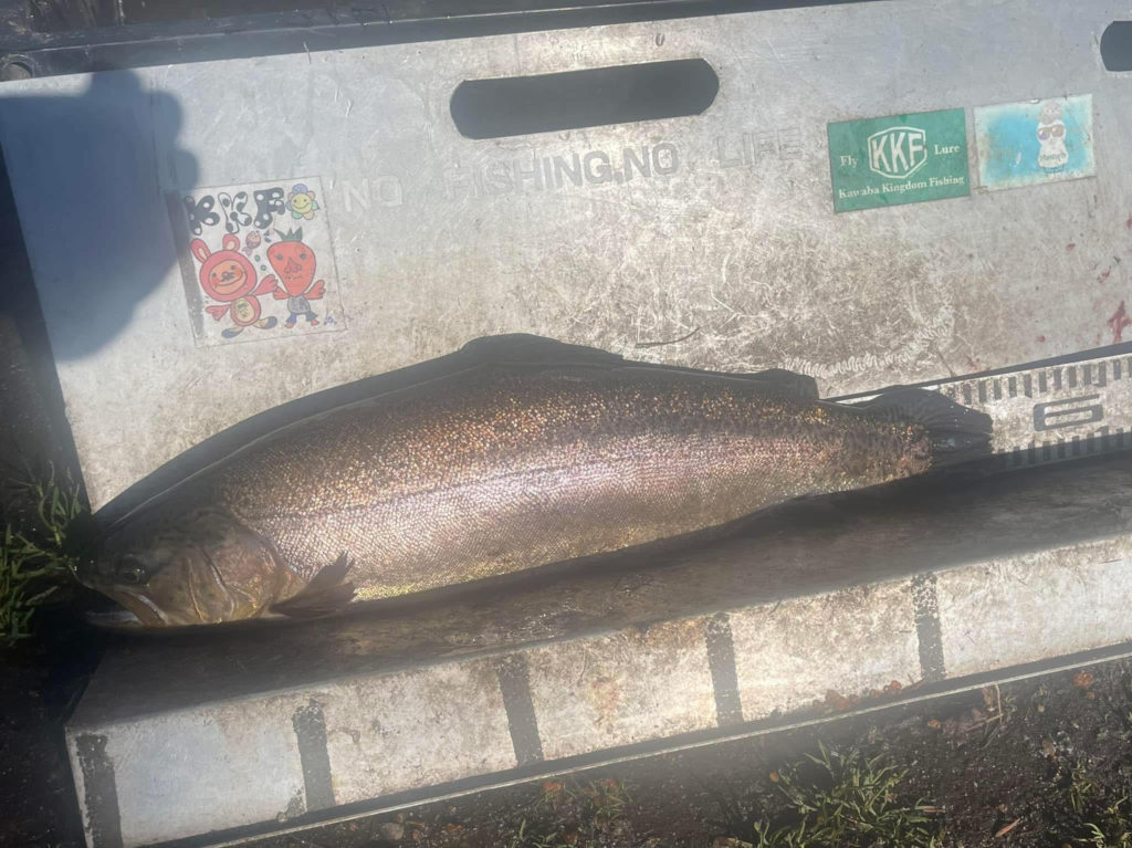 【驚ロック５３ｃｍ】全体