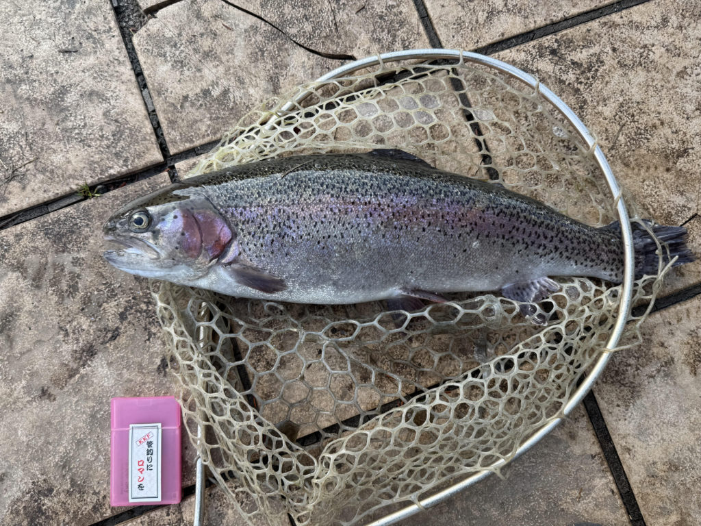 【頂鱒５５ｃｍ】全体