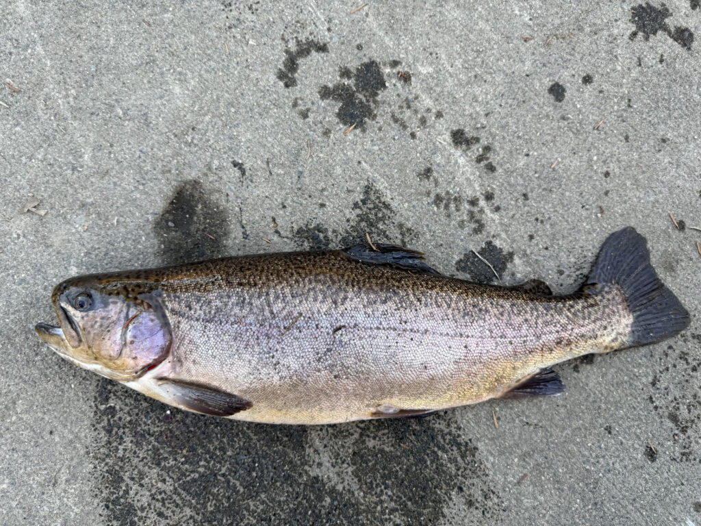 【驚ロック５８ｃｍ】全体