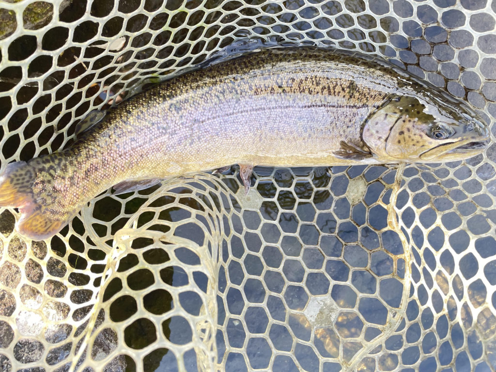 【驚ロック５０ｃｍ】全体