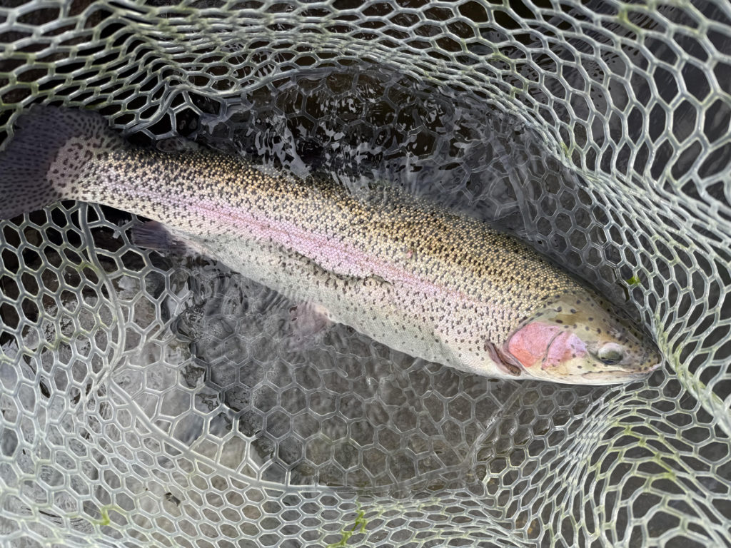 【頂鱒６２ｃｍ】全体