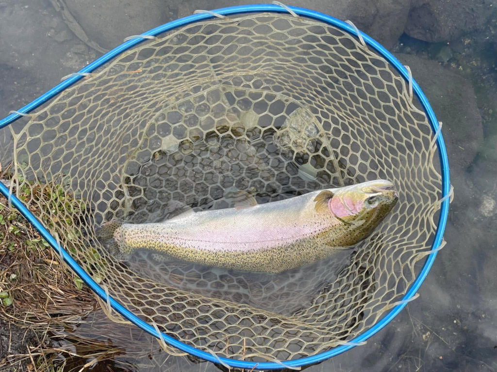 【頂鱒５２ｃｍ】全体