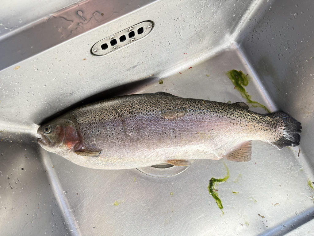 【頂鱒６３ｃｍ】全体