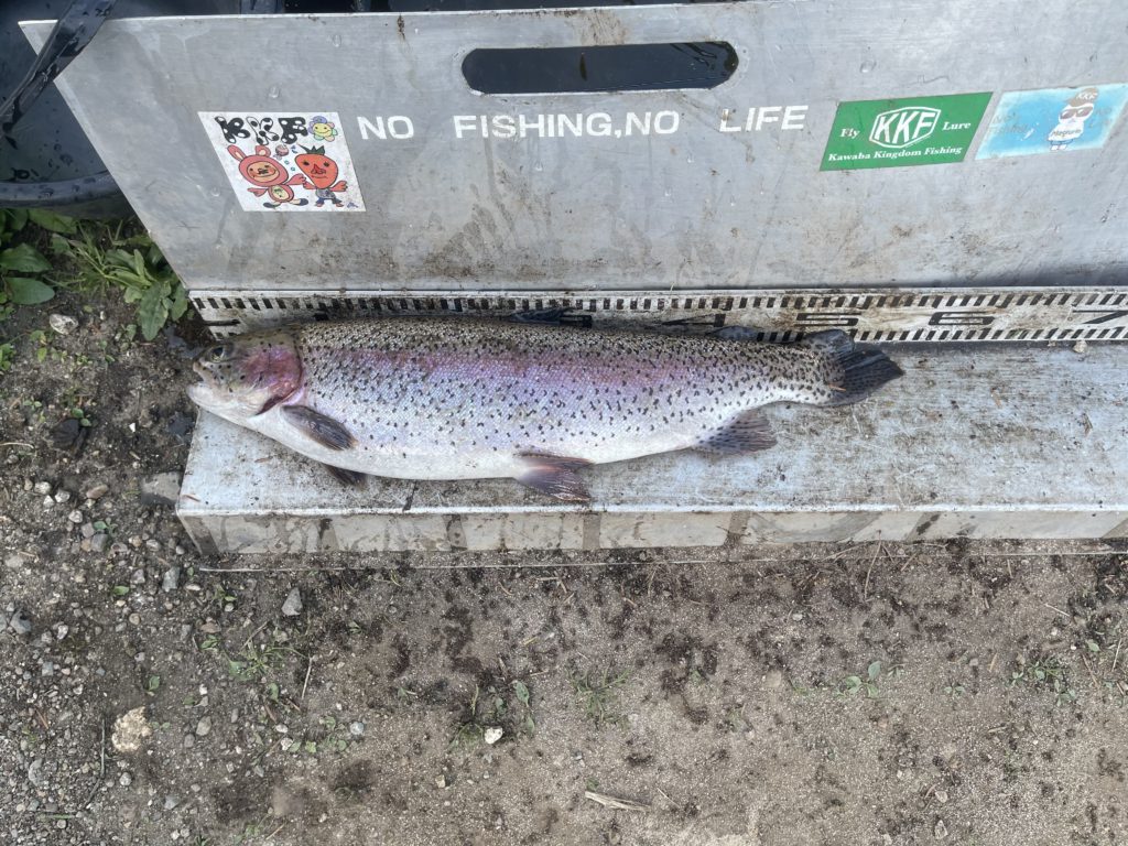 【頂鱒５４ｃｍ】全体