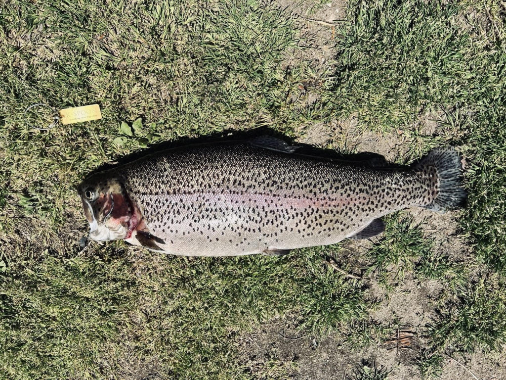 【頂鱒５６ｃｍ】全体