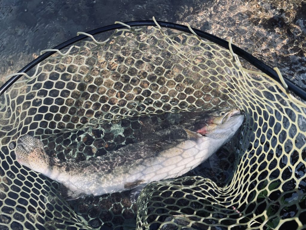 【頂鱒５３ｃｍ】全体