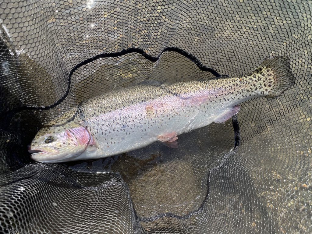 【頂鱒５９ｃｍ】全体