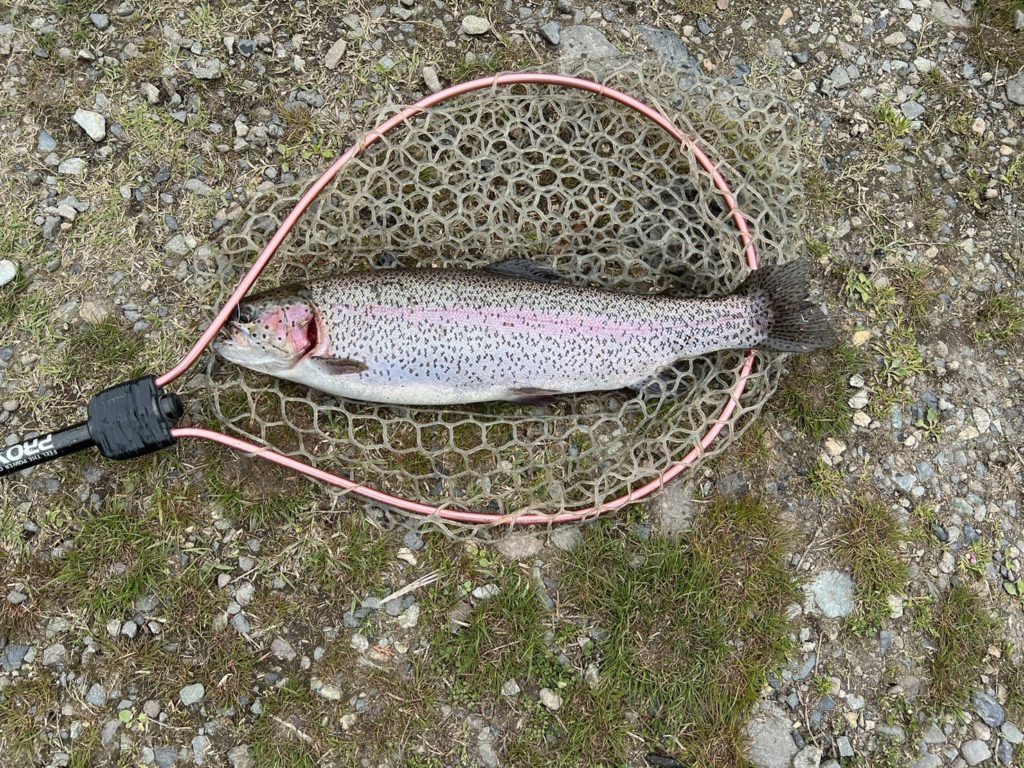 【頂鱒５４ｃｍ】全体