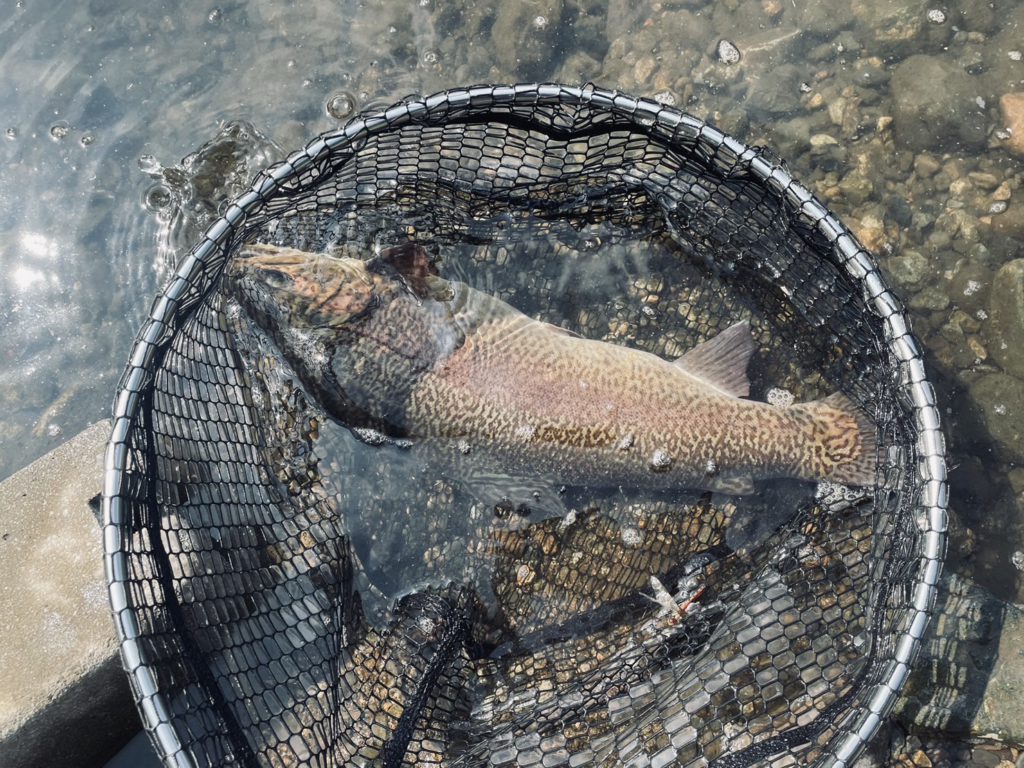 【驚ロック５７ｃｍ】全体