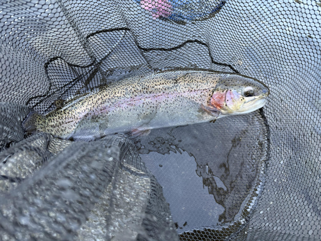 【頂鱒５６ｃｍ】全体