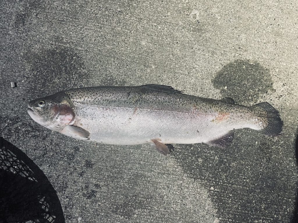 【頂鱒５１ｃｍ】全体