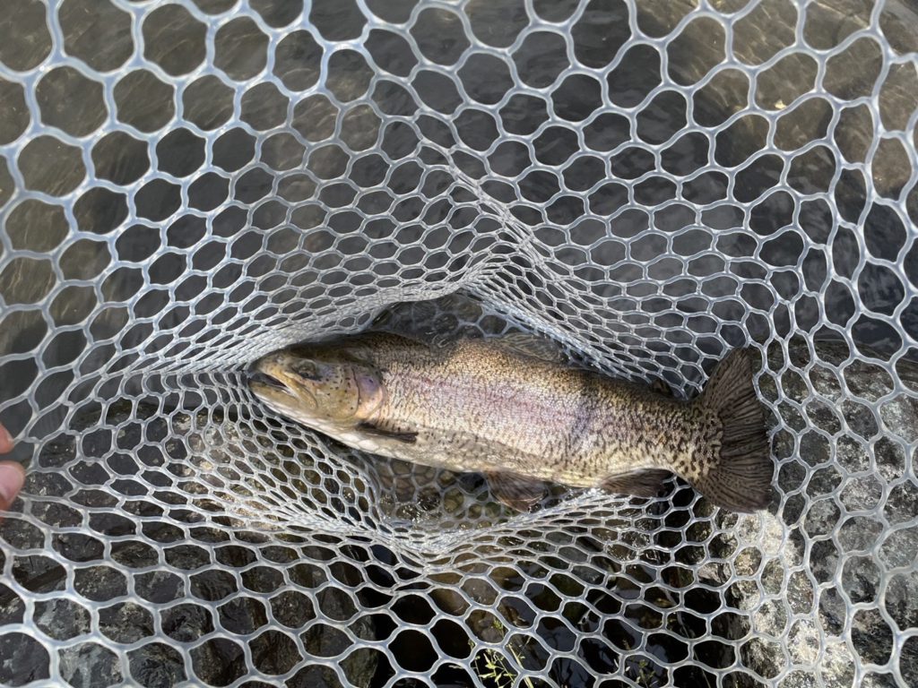 【驚ロック５７ｃｍ】全体