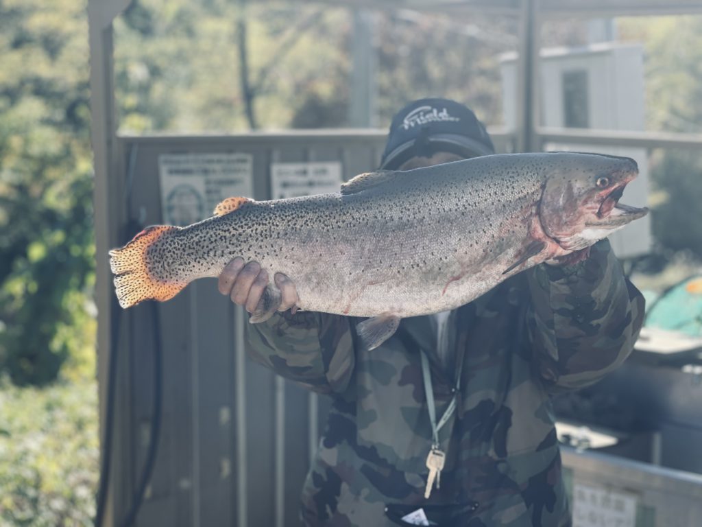 【頂鱒７０ｃｍ】全体