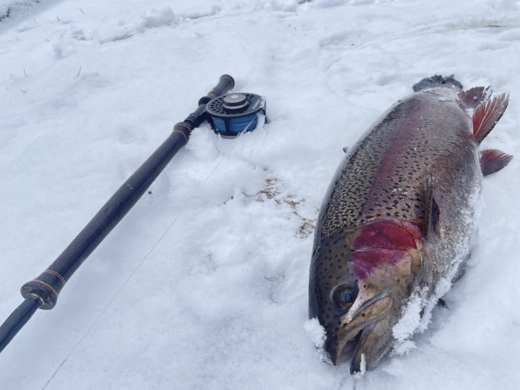 【頂鱒６２ｃｍ】全体