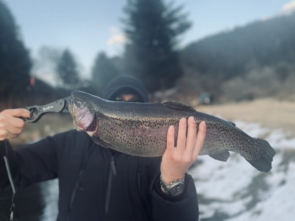 【頂鱒５６ｃｍ】全体