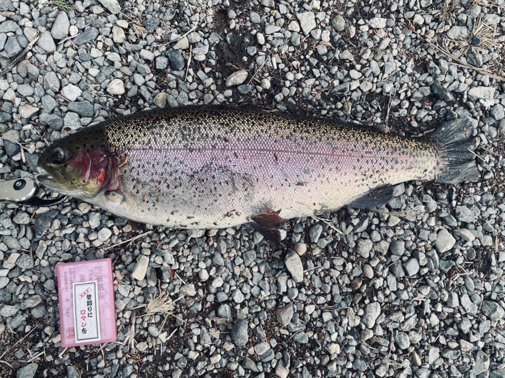 【頂鱒５６ｃｍ】全体