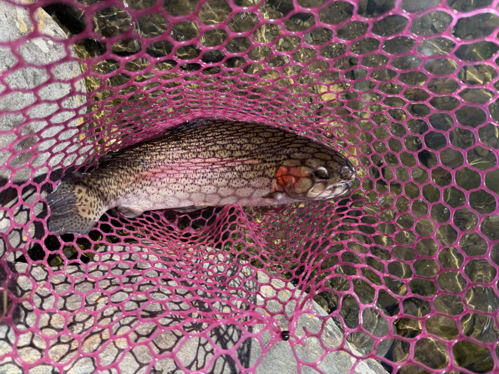 【頂鱒５８ｃｍ】全体