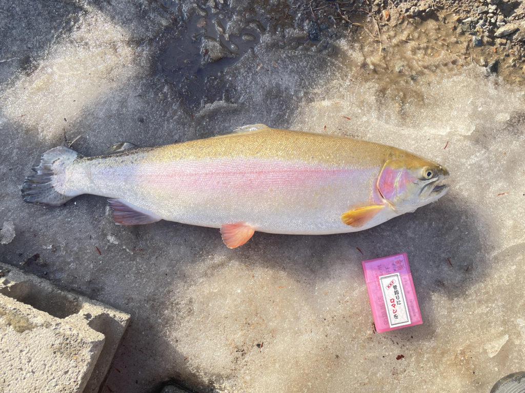 【頂鱒６０ｃｍ】全体