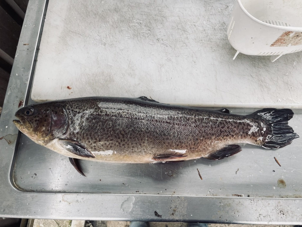 【驚ロック５２ｃｍ】全体