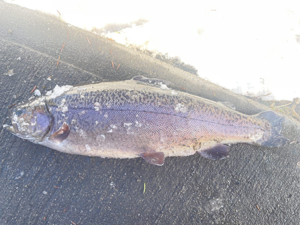 【驚ロック５０ｃｍ】全体