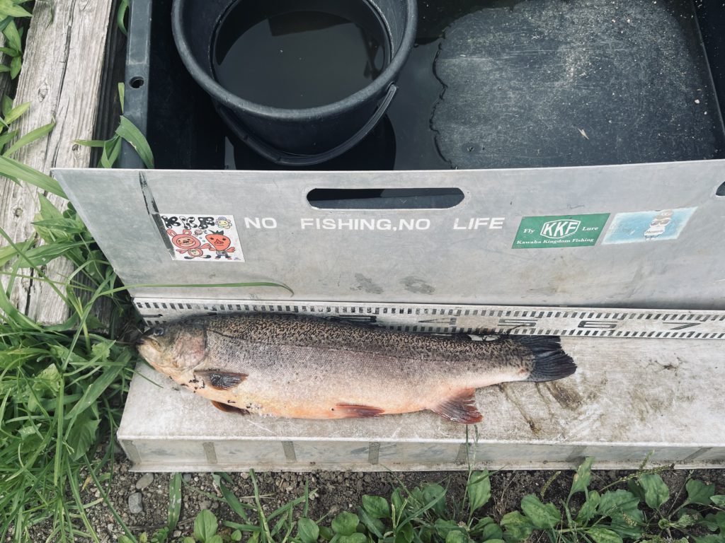 【驚ロック５５ｃｍ】全体