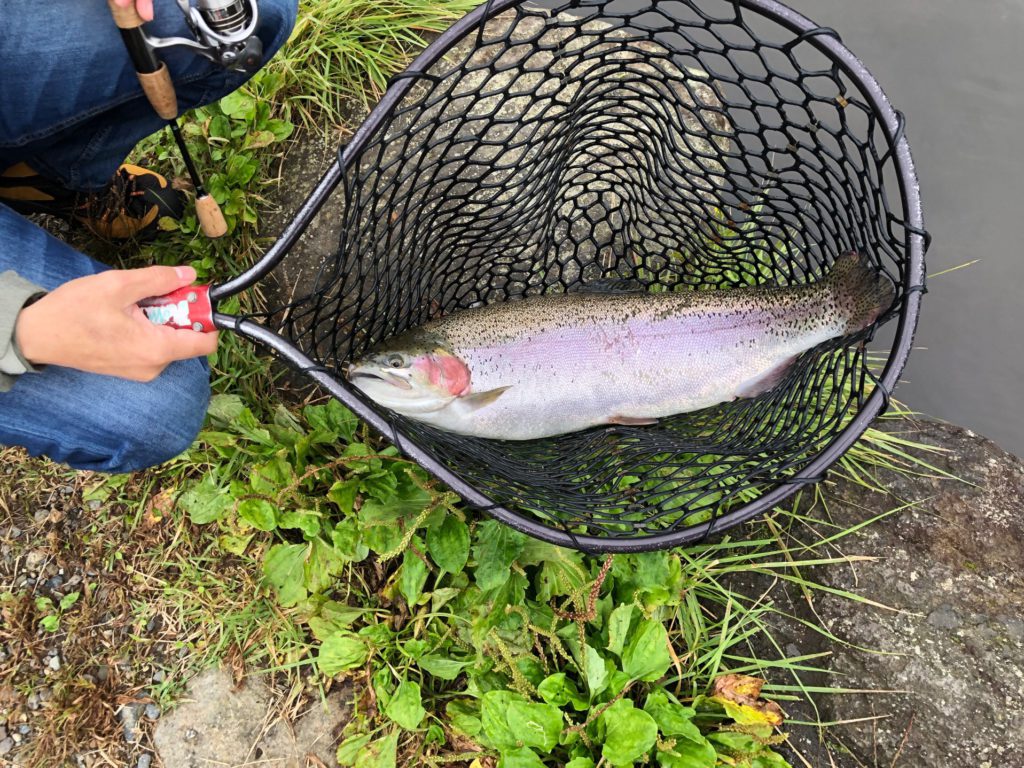 【頂鱒６１ｃｍ】全体