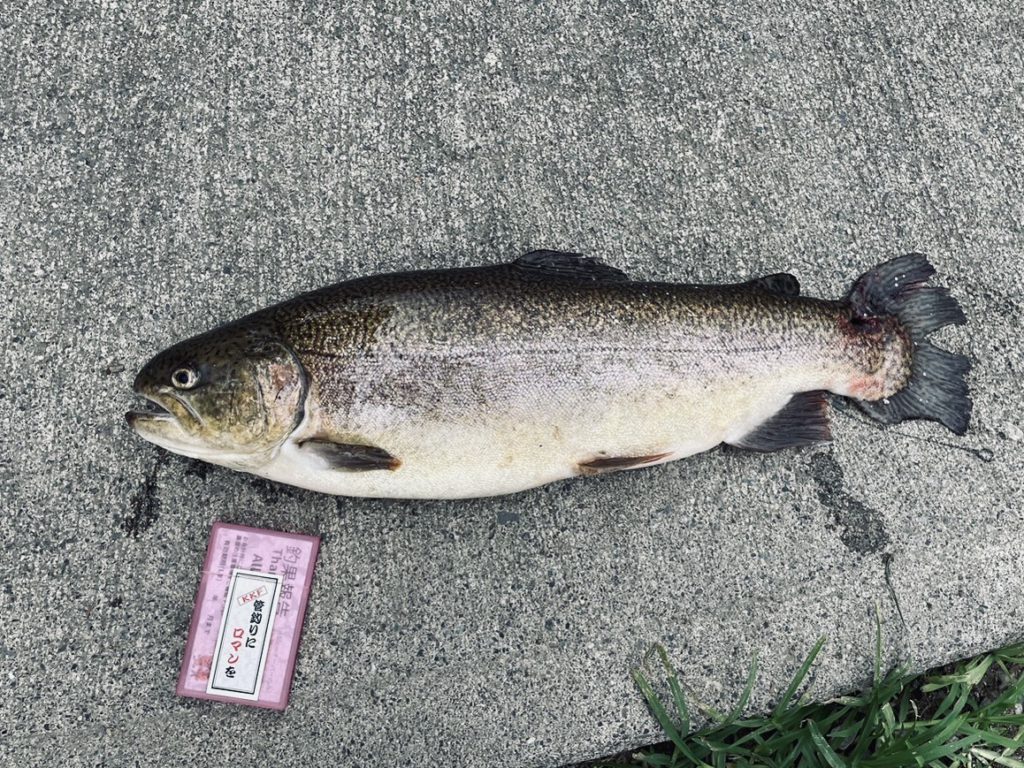 【驚ロック５６ｃｍ】全体