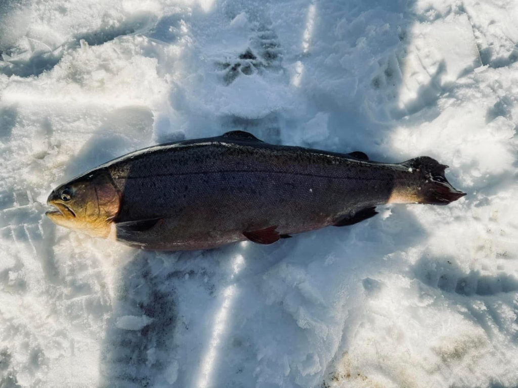 【驚ロック５４ｃｍ】全体