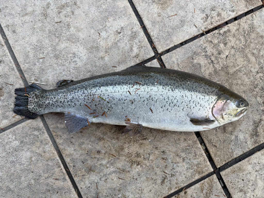 【頂鱒５５ｃｍ】全体